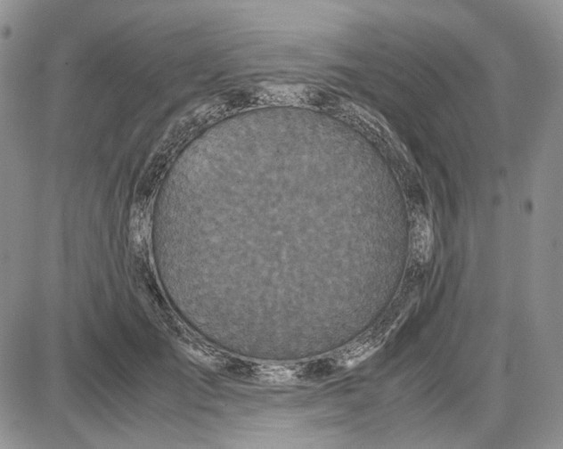 X0000087640701200705241240