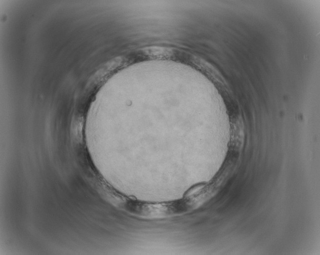 X0000087640717200705241240