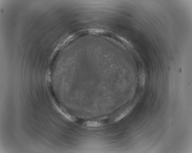 X0000087640766200705241239