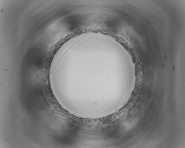 X0000087640824200705241237