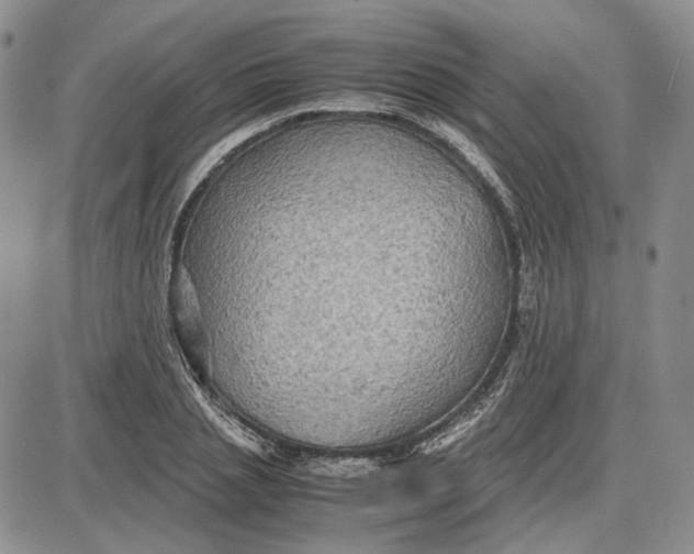 X0000087640837200705241238