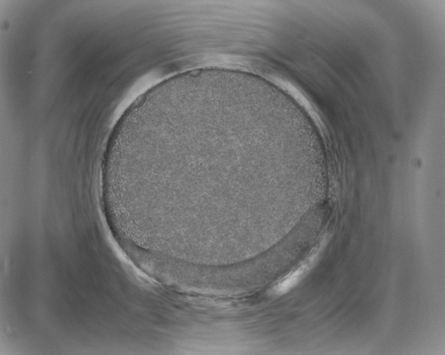 X0000087640999200705241235