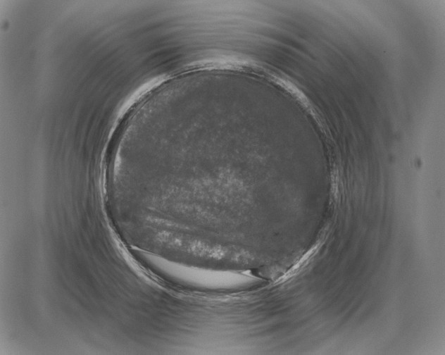 X0000087641034200705241235