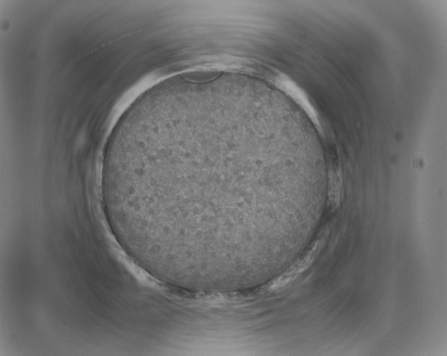 X0000087641099200705241233