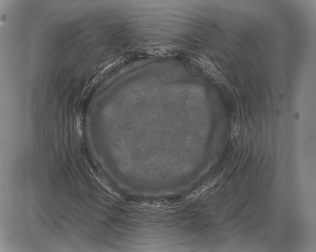 X0000087641106200705241233