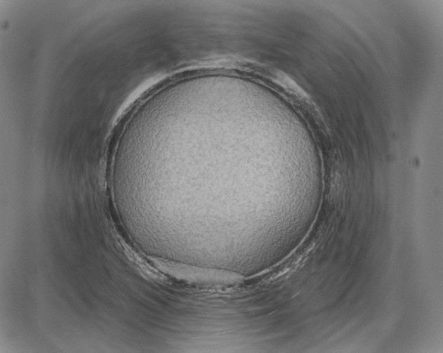 X0000087641216200705241231