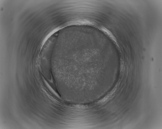 X0000087641226200705241231