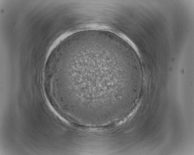 X0000087641381200705241229