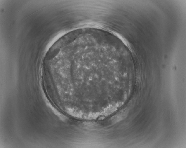 X0000087641383200705241229