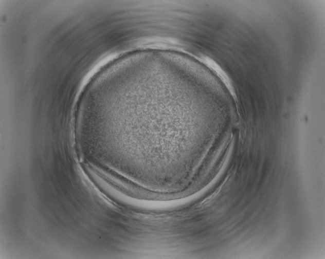 X0000087641384200705241229