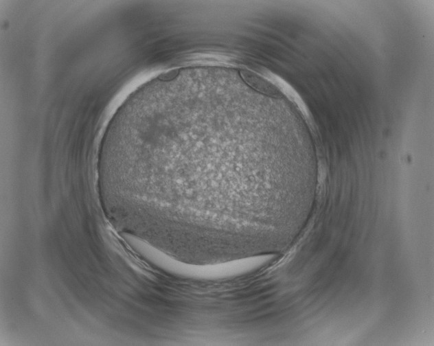 X0000087641435200705241229