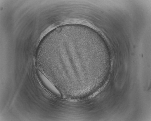 X0000087641505200705241227