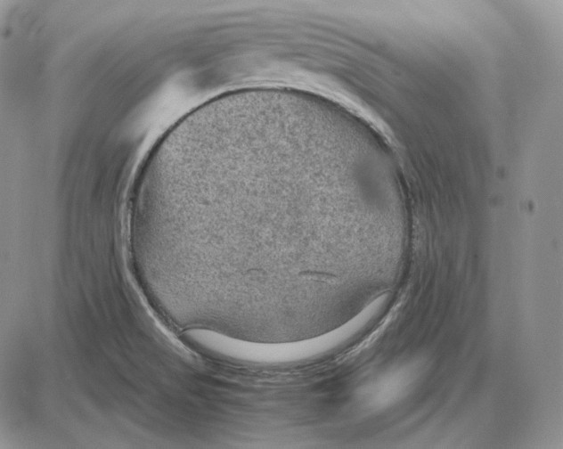 X0000087641517200705241227