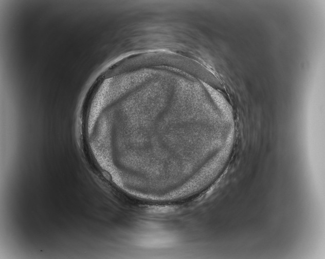 X0000087640342200705311330