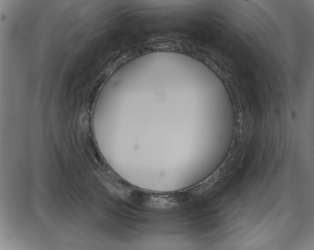 X0000087670753200705040725