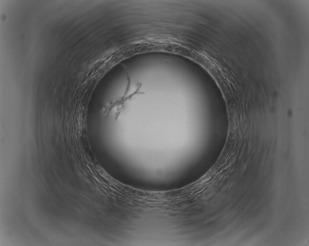 X0000087671110200705040718