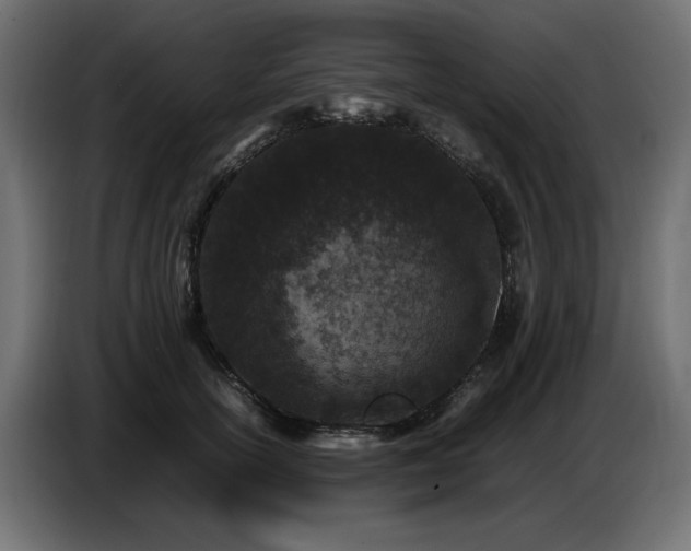 X0000087670754200705041010