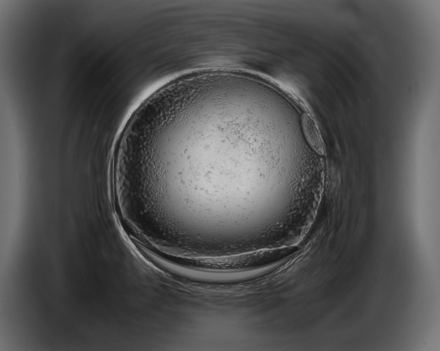 X0000087671295200705041004