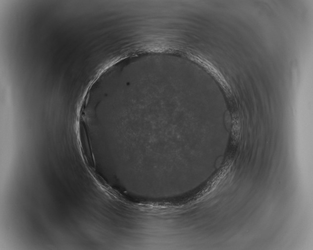 X0000087670626200705111158