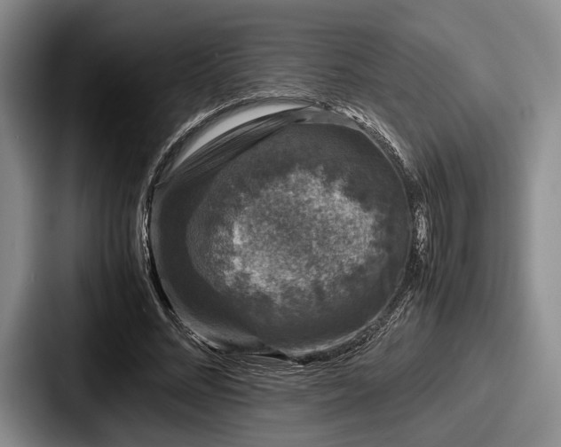 X0000087670684200705111158