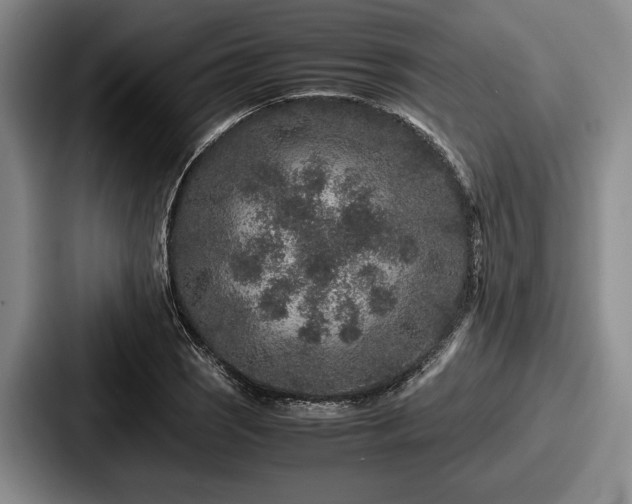 X0000087671121200705111152