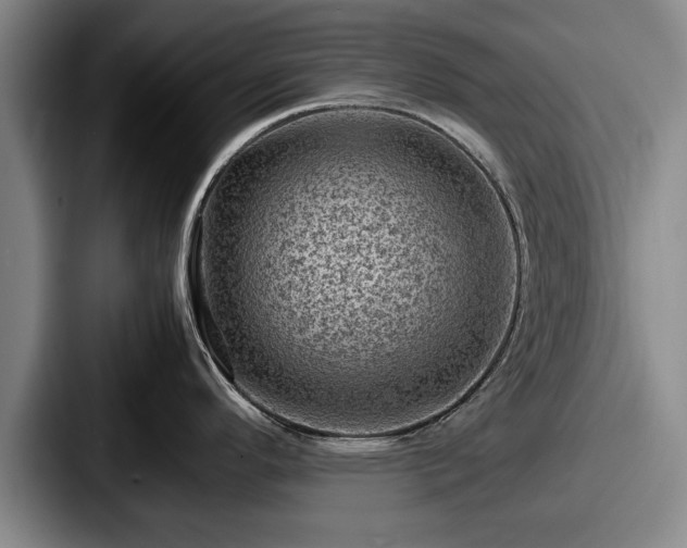 X0000087671296200705111150