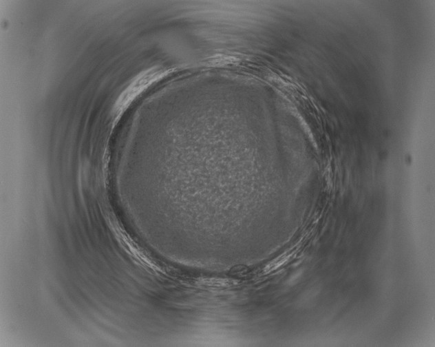 X0000087670242200705181711