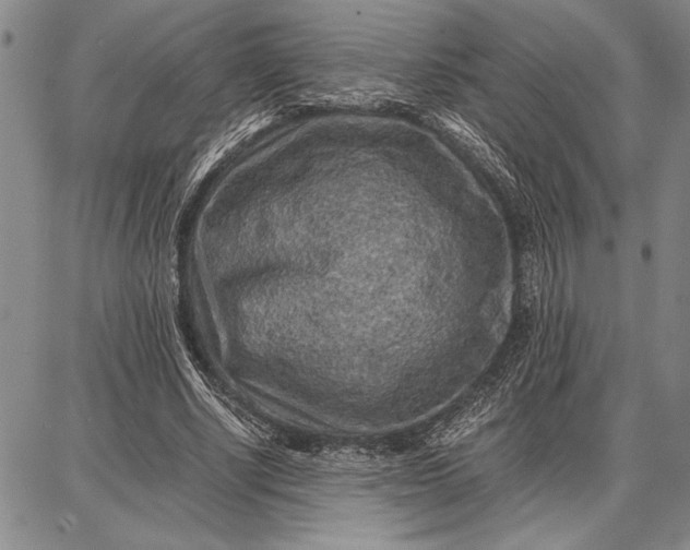 X0000087670634200705181705