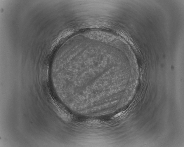 X0000087670685200705181705