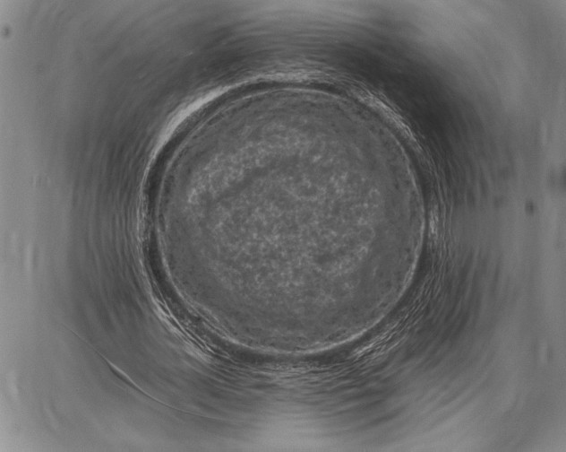 X0000087670724200705181704