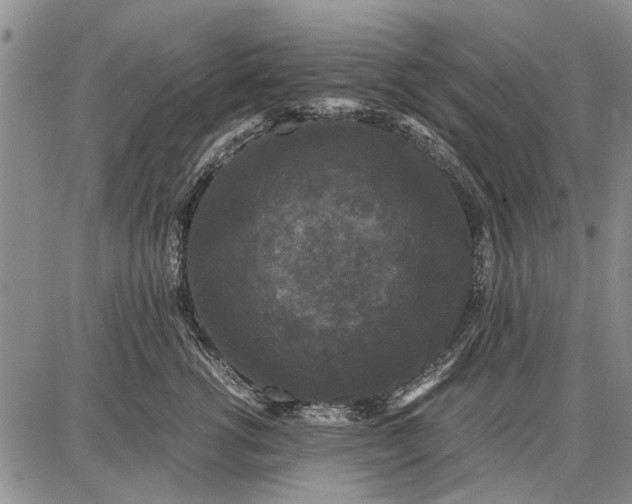 X0000087670762200705181704