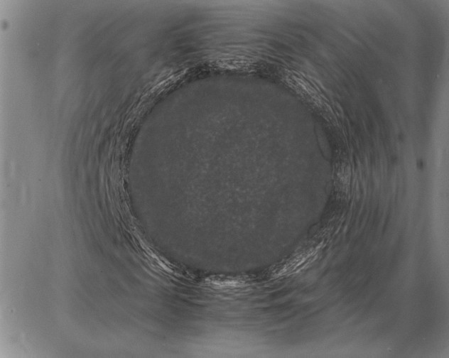 X0000087670817200705181702