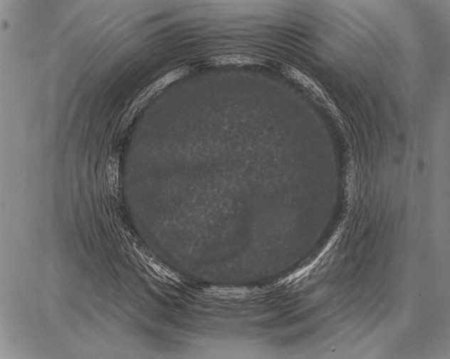 X0000087670825200705181702