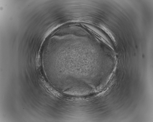 X0000087670876200705181702