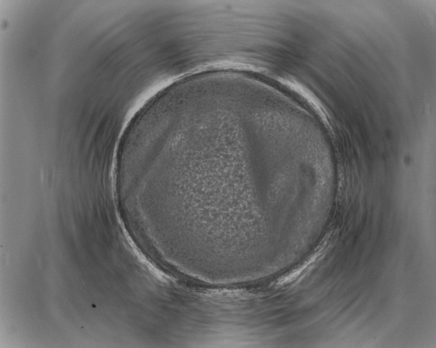 X0000087670902200705181701