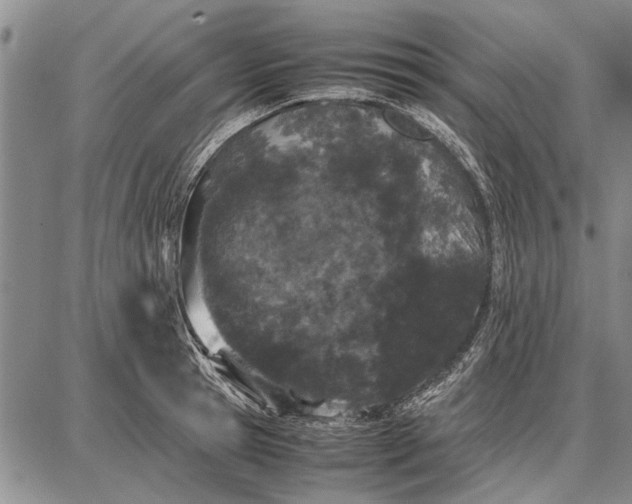 X0000087670945200705181701