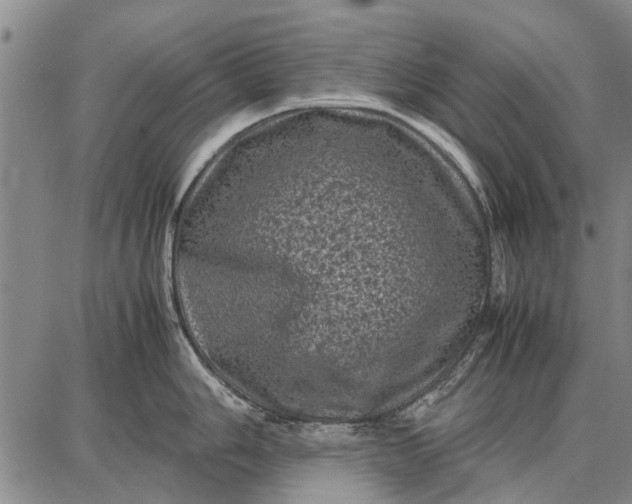 X0000087671006200705181700