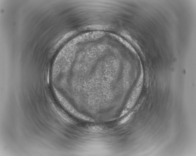 X0000087670062200705251629
