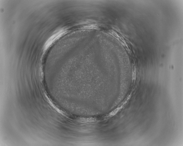 X0000087670245200705251626