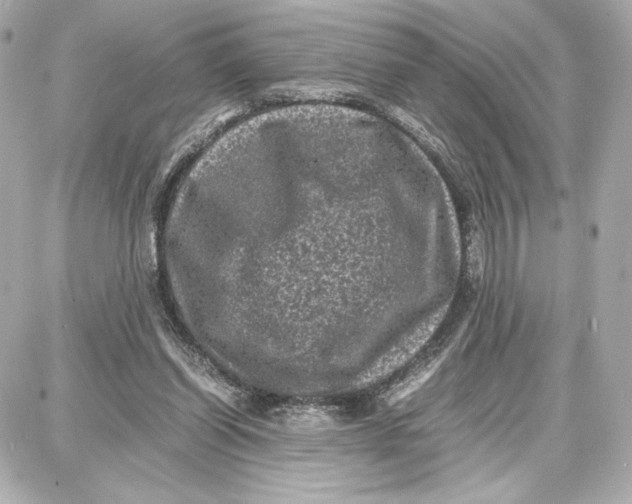 X0000087670254200705251626