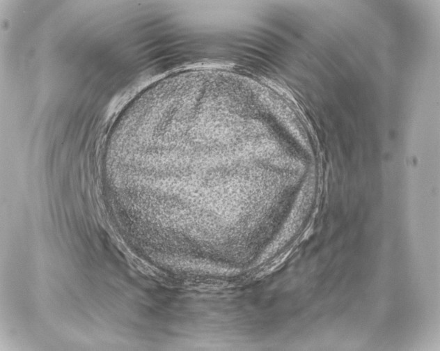 X0000087670337200705251624