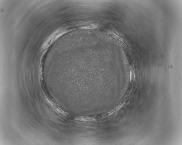 X0000087670339200705251624