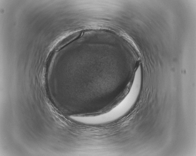 X0000087670387200705251624