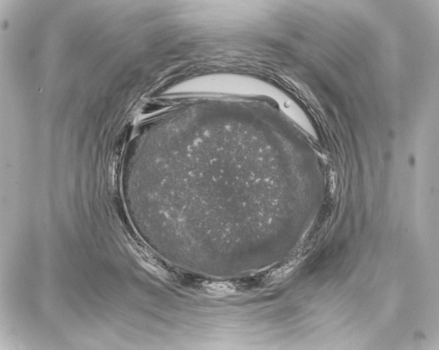 X0000087670409200705251624