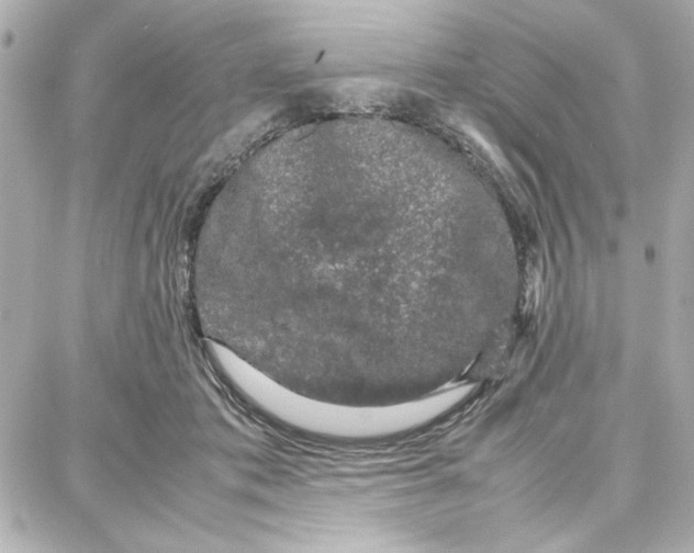 X0000087670413200705251624