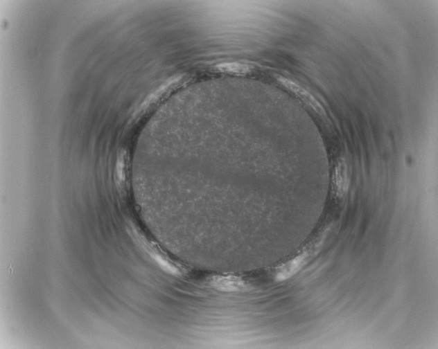 X0000087670424200705251623