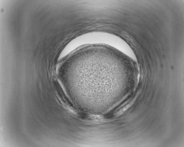 X0000087670429200705251623