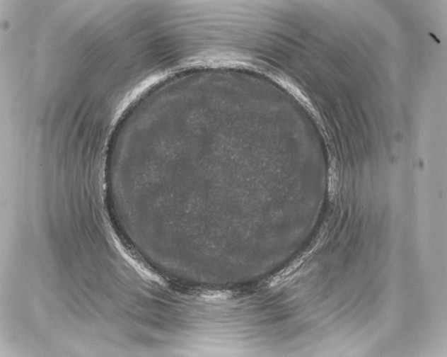 X0000087670438200705251623