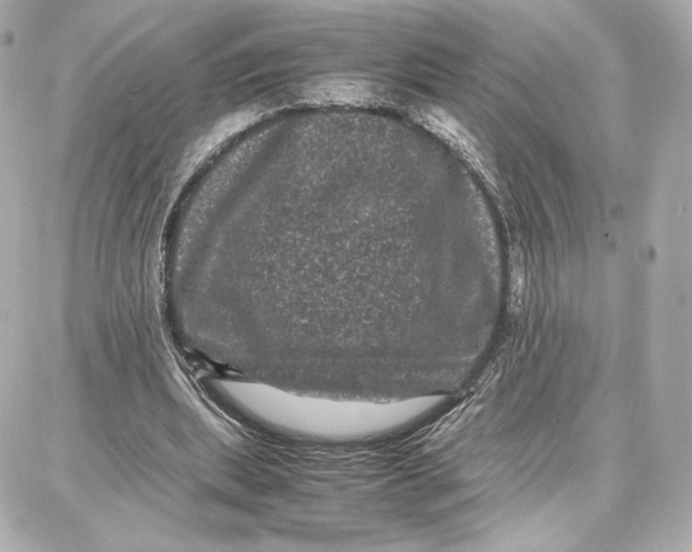 X0000087670439200705251623