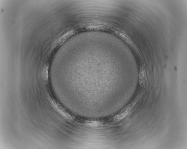 X0000087670454200705251623